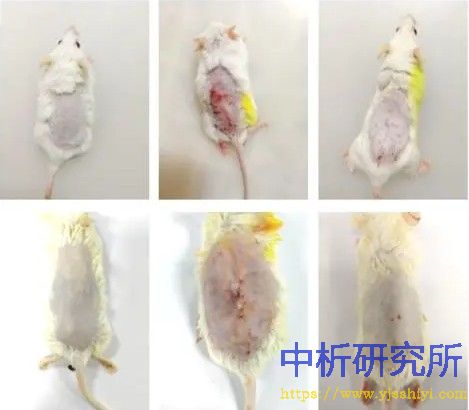 老年病小鼠模型试验