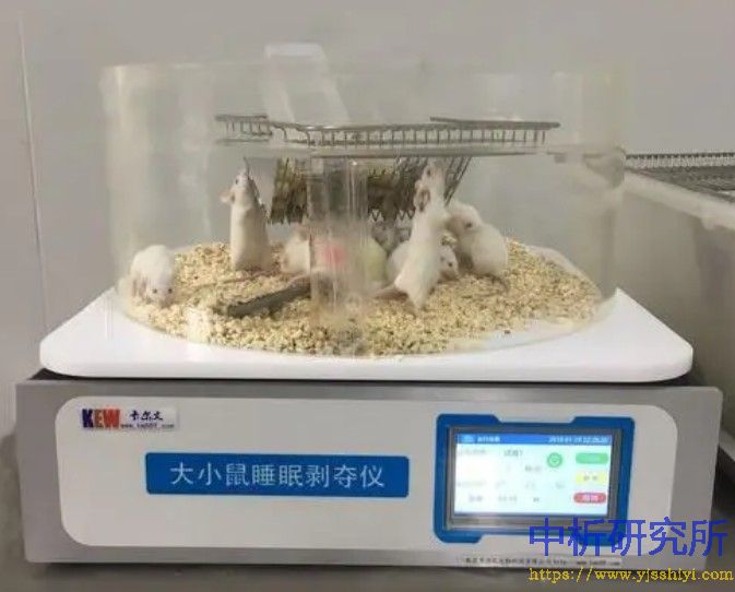 睡眠剥夺小鼠模型试验